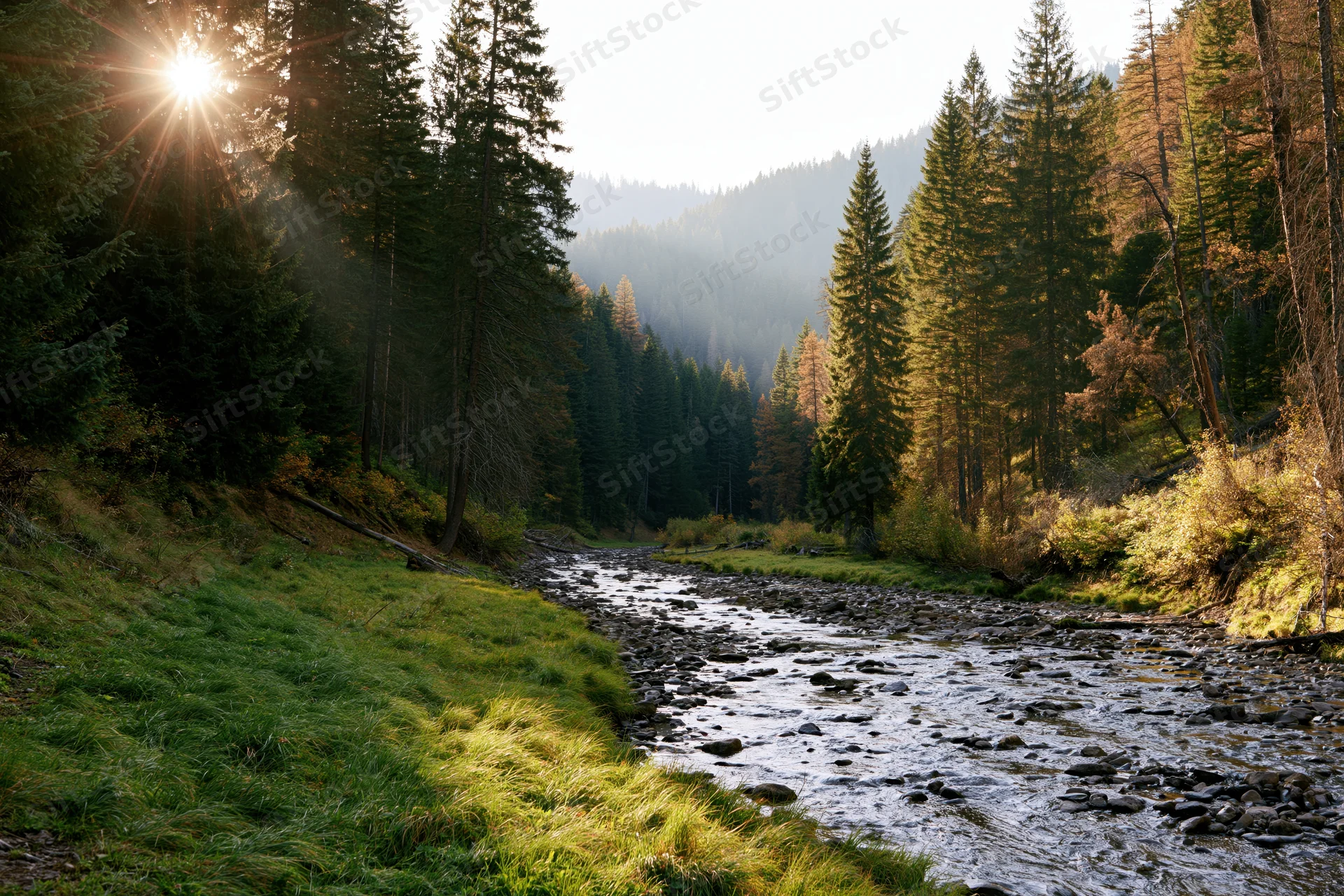 Shallow rocky stream winding through forested mountain valley at sunrise