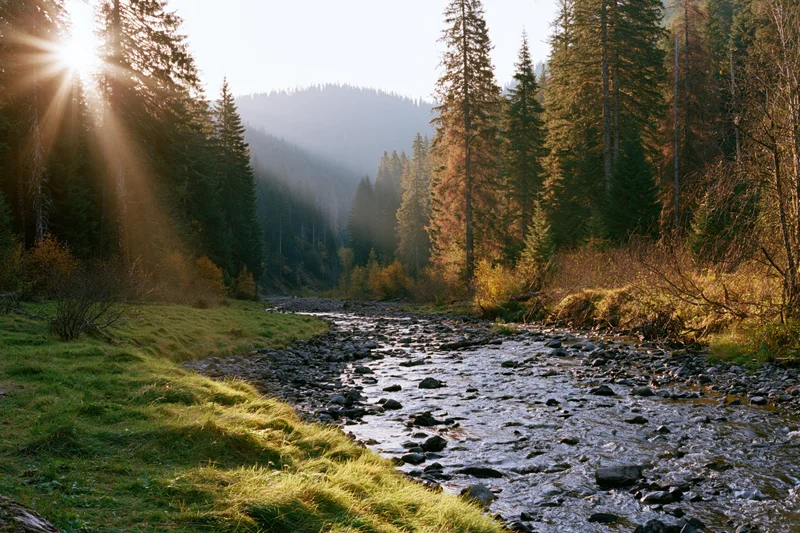 Shallow rocky stream winding through forested valley at sunrise