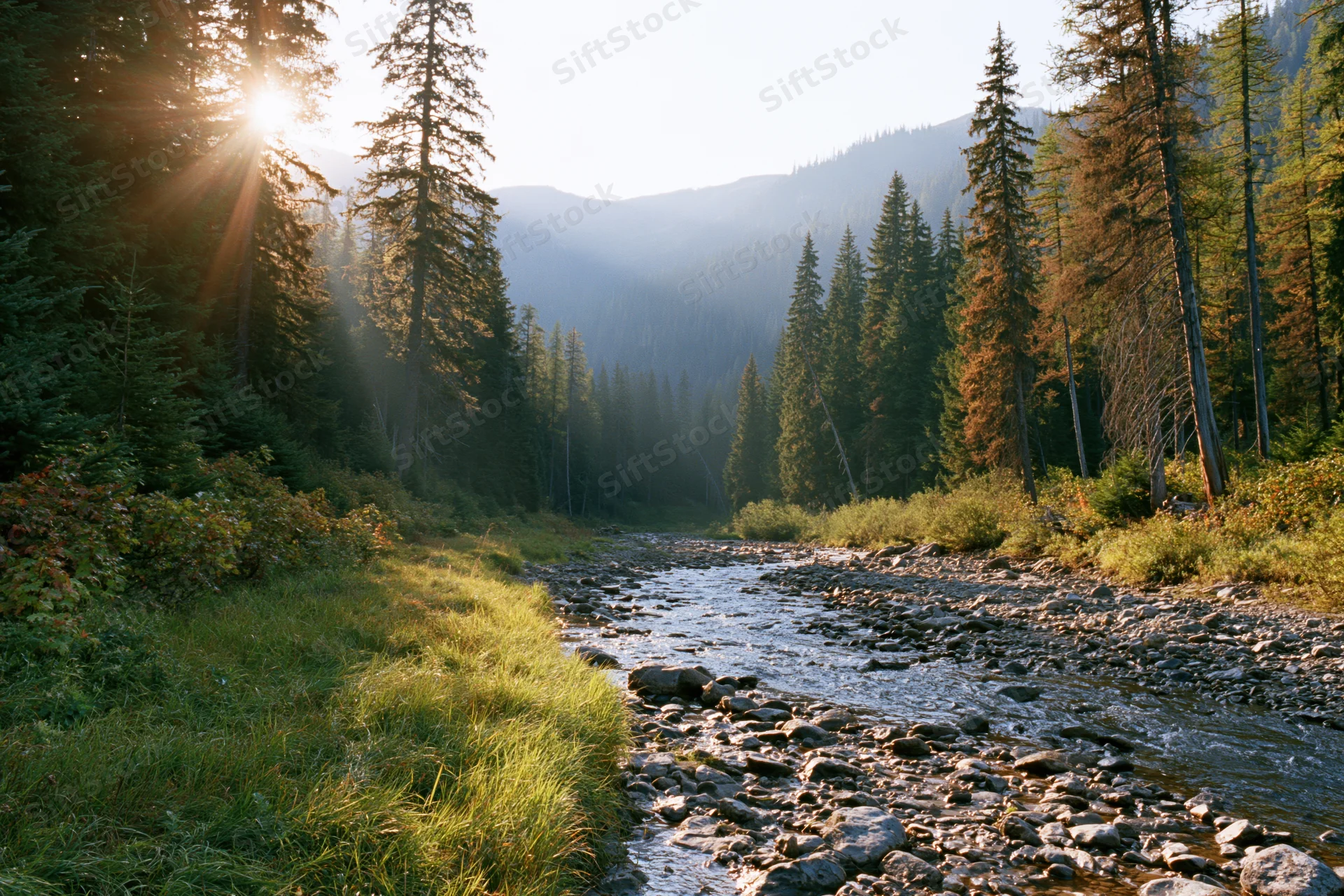 Shallow rocky stream winding through forested mountain valley at dawn
