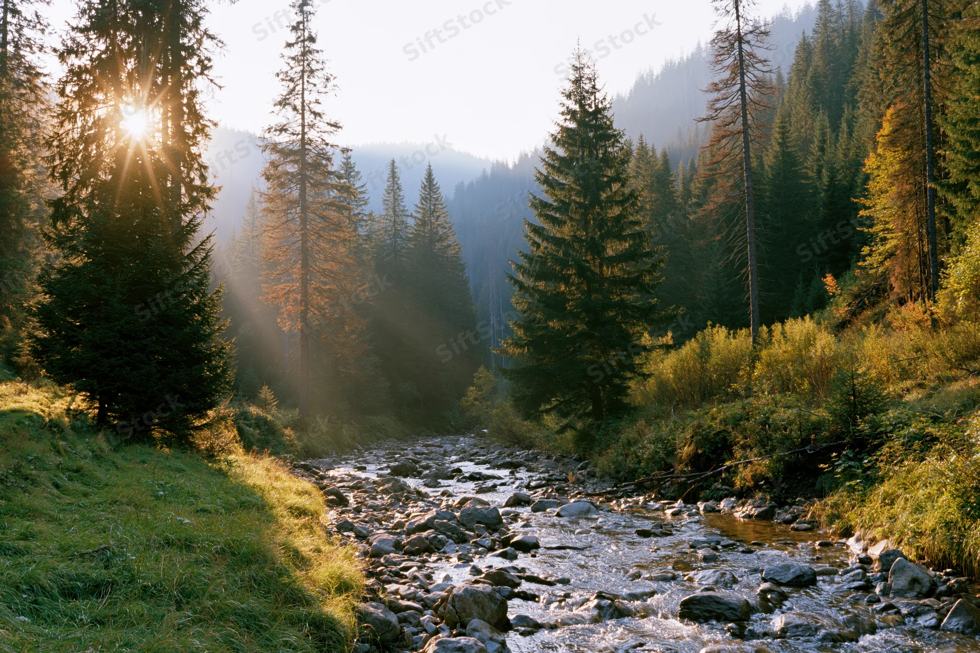Shallow rocky stream flowing through forested mountain valley at sunrise