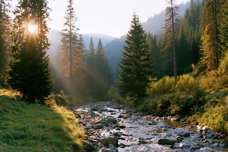 Shallow rocky stream flowing through forested mountain valley at sunrise