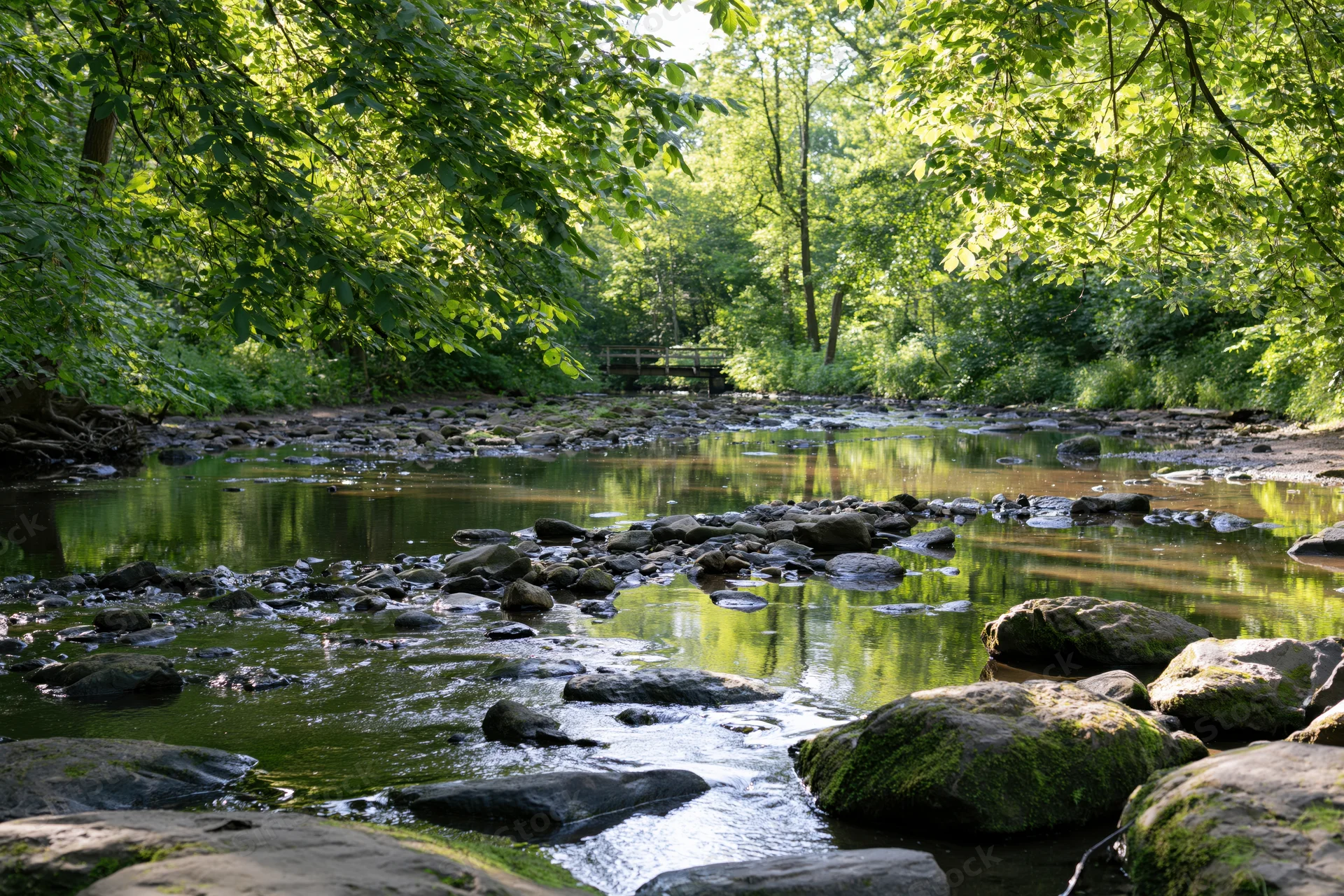 Shallow rocky river flowing through dense deciduous forest with moss-covered stones and dappled sunlight