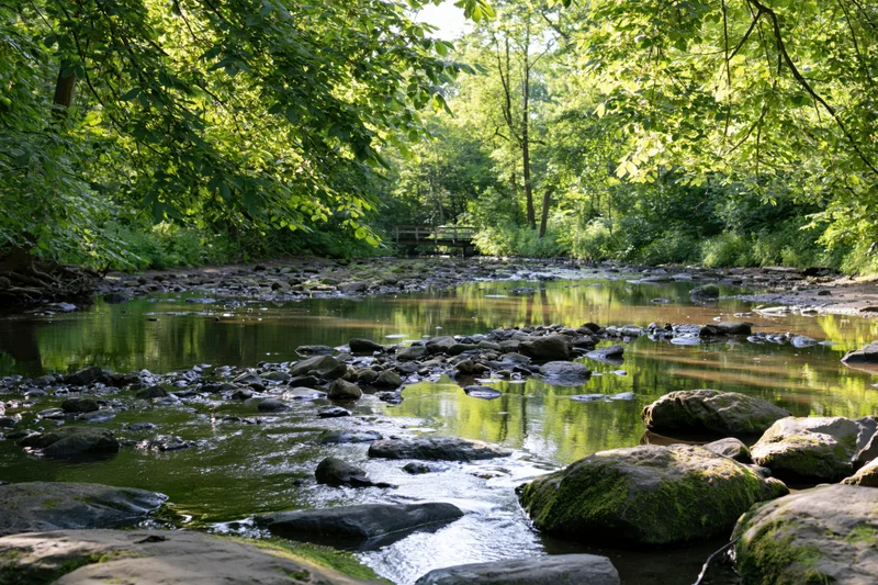 Shallow rocky river flowing through dense deciduous forest with moss-covered stones and dappled sunlight