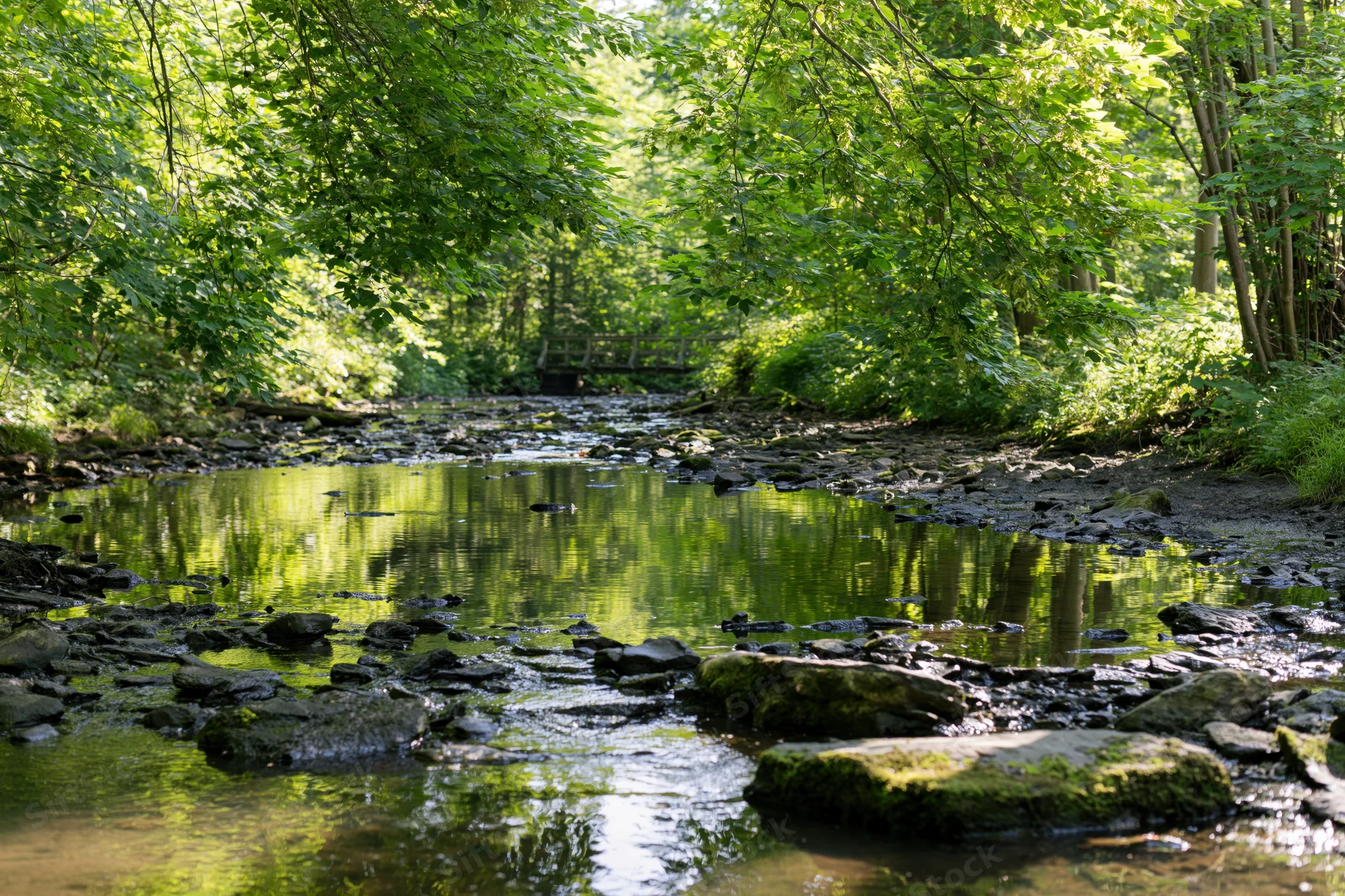 Shallow rocky river flowing through dense deciduous forest with mossy rocks and tree canopy reflections
