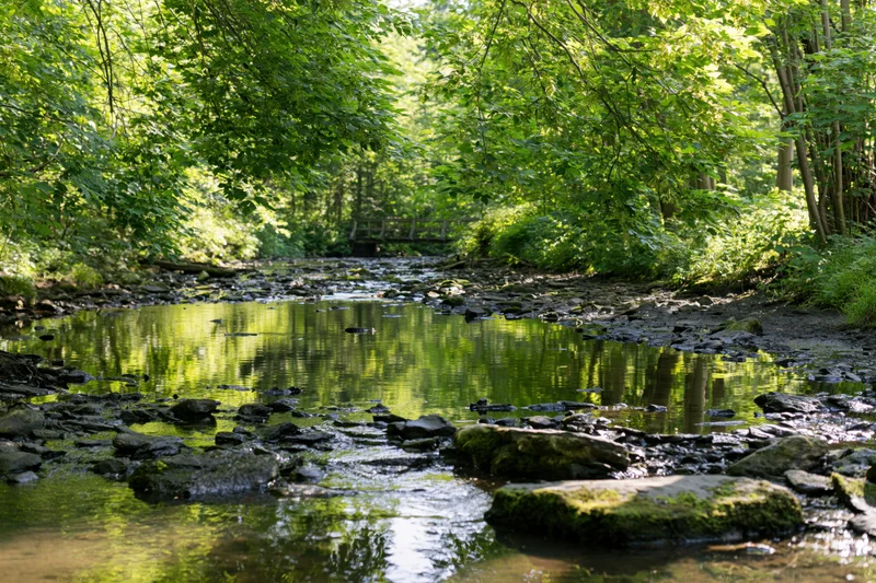 Shallow rocky river flowing through dense deciduous forest with mossy rocks and tree canopy reflections