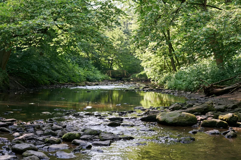 Shallow rocky river flowing through dense deciduous forest with sunlight filtering through canopy