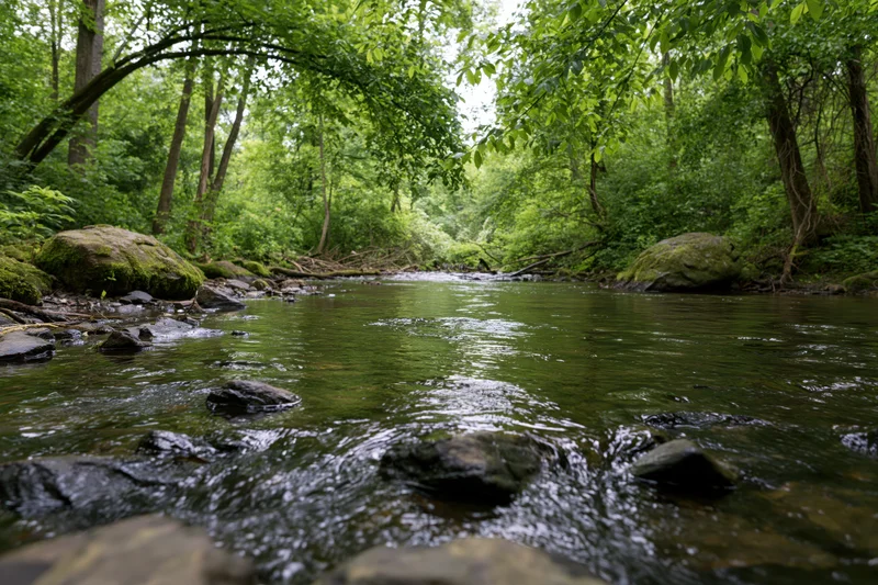 Shallow creek flowing over rocks in a dense green woodland