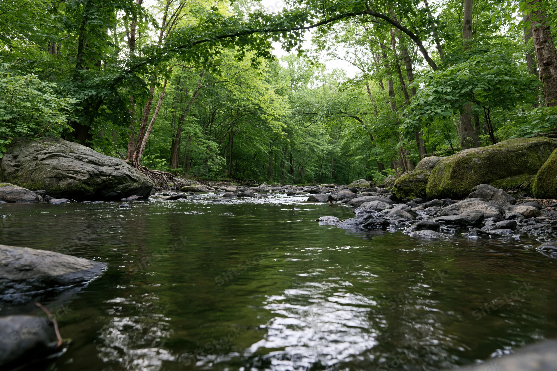Shallow creek flowing over rocks in a dense green woodland