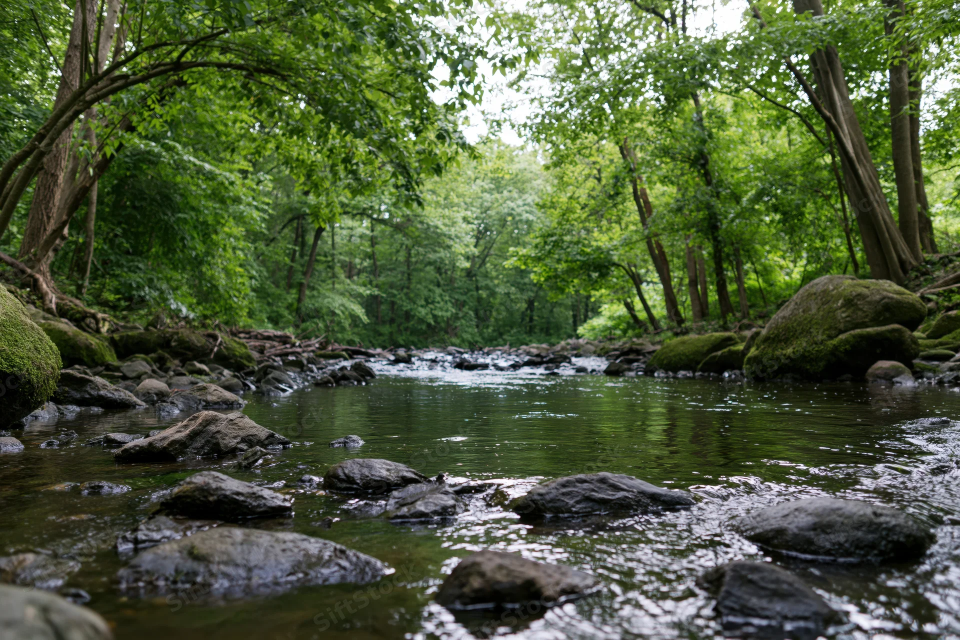 Shallow creek flowing over rocks in a dense green woodland