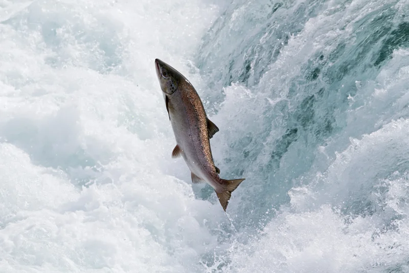 Salmon leaping mid-air over rushing waterfall in natural river environment