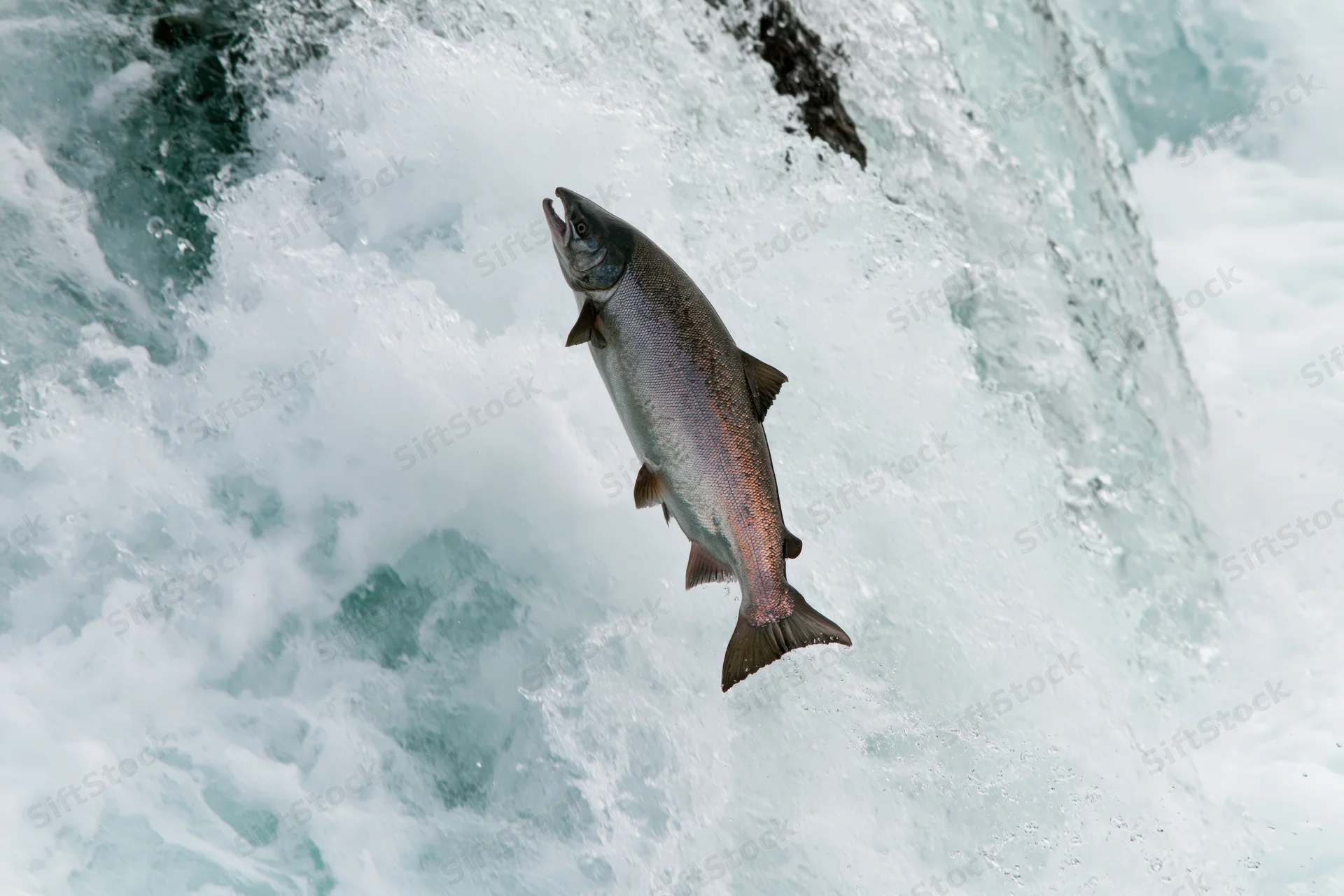 Salmon leaping mid-air against a rushing waterfall