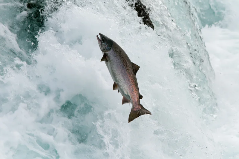 Salmon leaping mid-air against a rushing waterfall