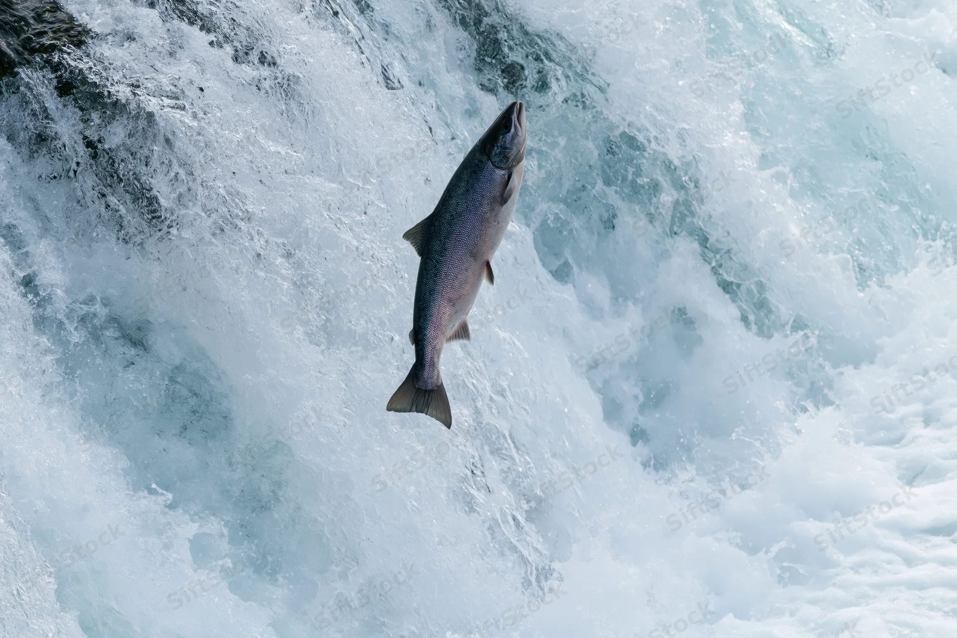 Salmon leaping mid-air over rushing waterfall in river