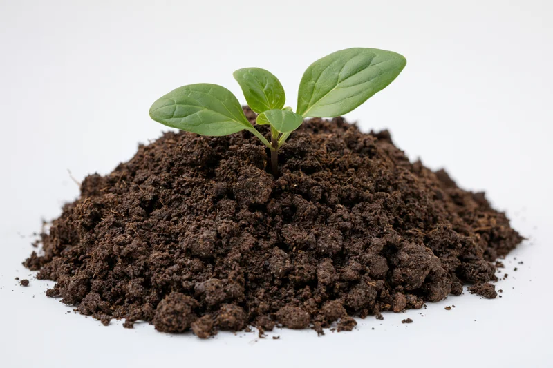 Small green seedling sprouting from a mound of dark soil on white background