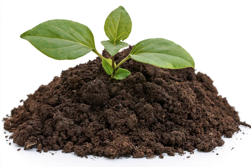 Small green seedling with broad leaves emerging from a mound of dark soil on white background
