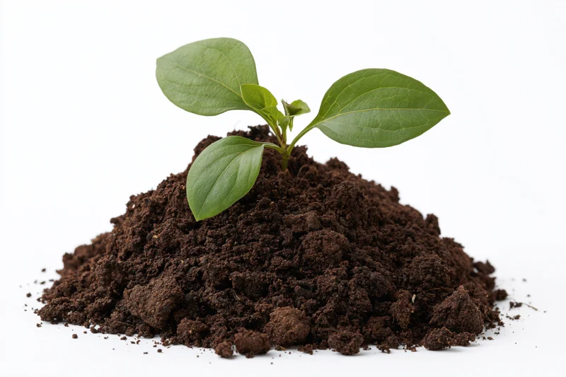 Small green seedling sprouting from a mound of dark soil on white background