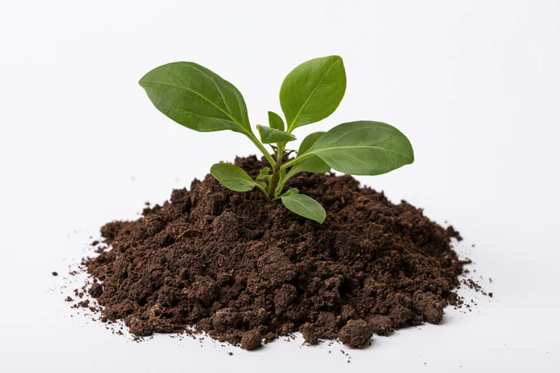 Small green seedling with broad leaves growing from a mound of dark soil on white background