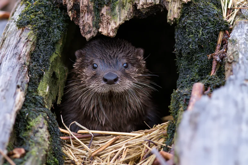 Small river otter peering from hollow log in forest habitat