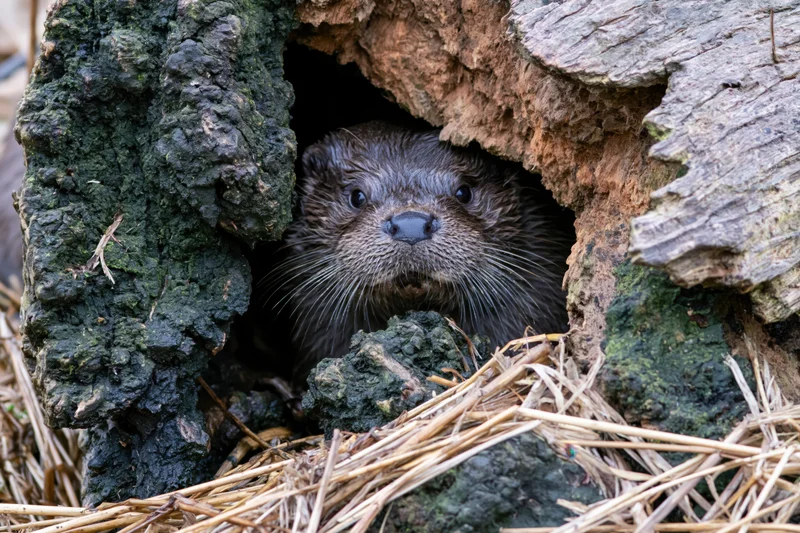 River otter peeking from hollow log in natural habitat