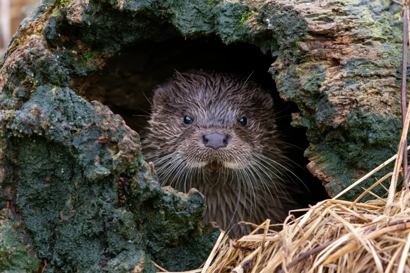 River otter peeking from hollow rotting log in forest habitat