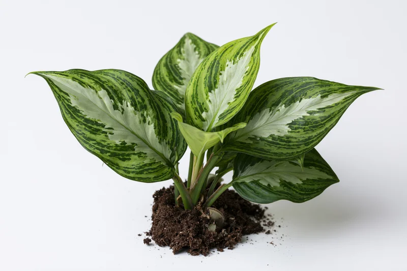 Variegated aglaonema plant with broad leaves and exposed roots on white background