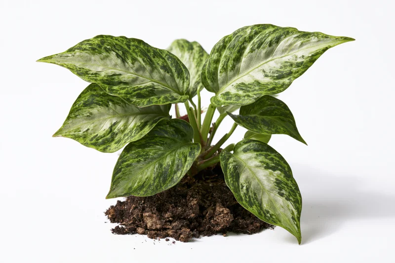 Variegated tropical houseplant with broad leaves and exposed roots on white background