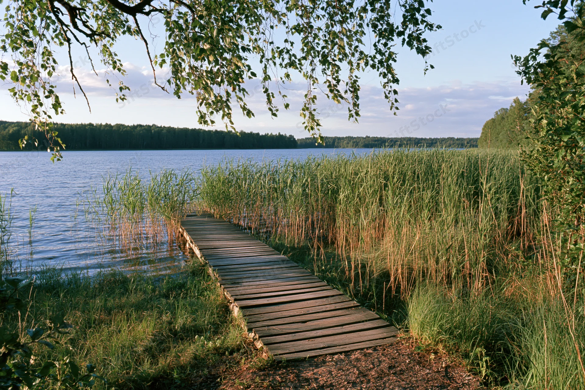 Weathered wooden boardwalk path leading through tall reeds toward a calm lake surrounded by forest