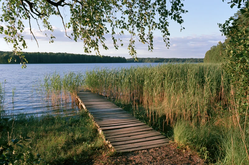 Weathered wooden boardwalk path leading through tall reeds toward a calm lake surrounded by forest