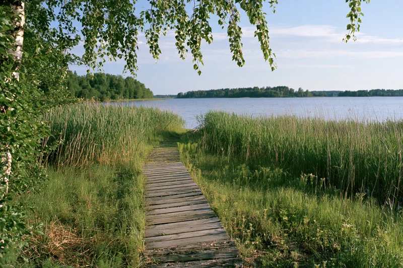 Weathered wooden boardwalk path leading through tall green reeds beside a calm lake under a blue sky