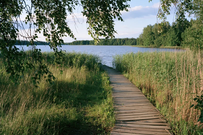 Wooden boardwalk path leading through tall grass toward a calm lake surrounded by trees
