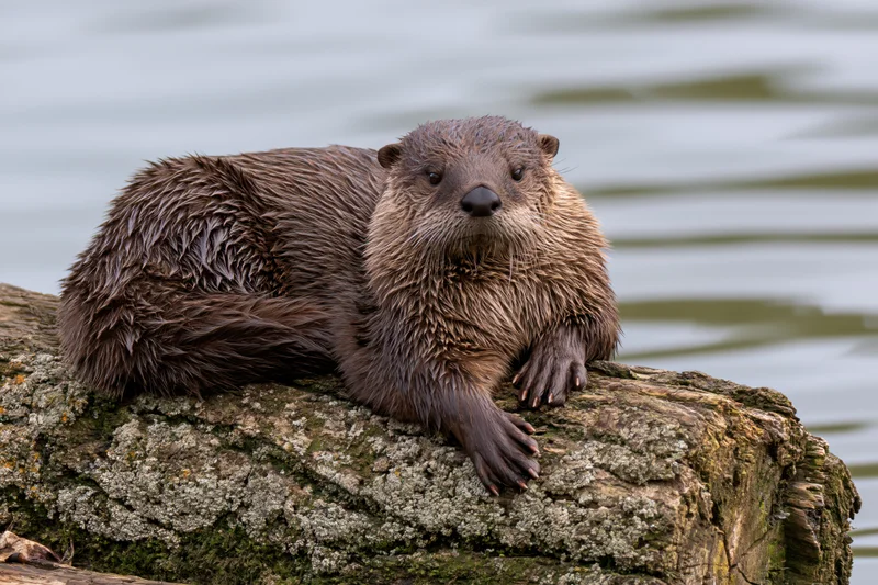 Wet river otter resting on a mossy weathered log by the water