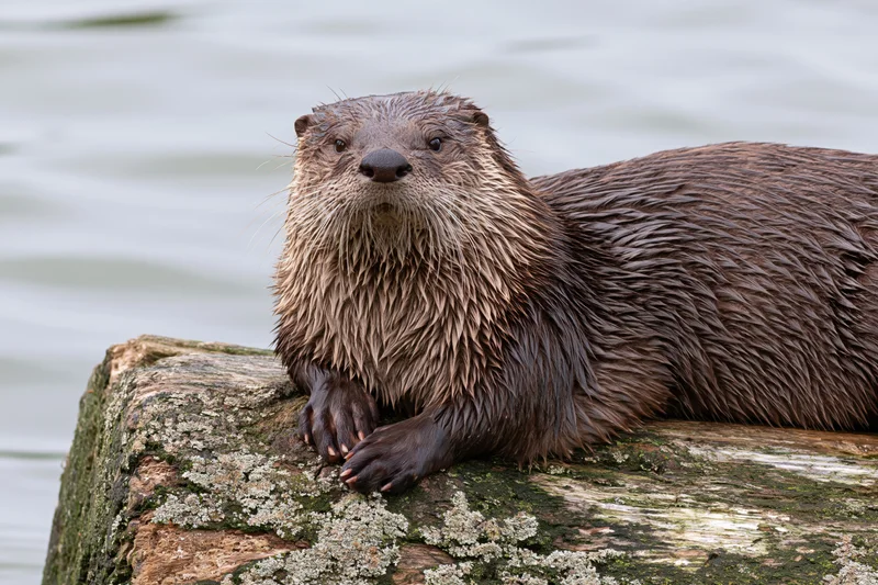 Wet river otter resting on a mossy log by the water