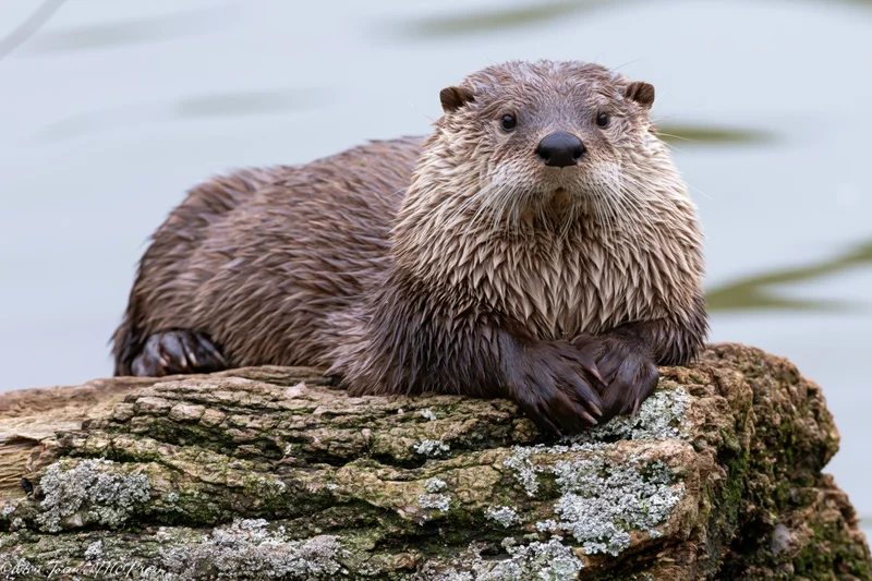 Wet river otter resting on a mossy weathered log by the water