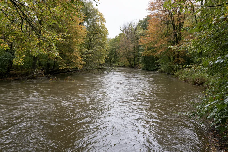 Wide river flowing through dense woodland in early autumn with colorful foliage and overcast sky