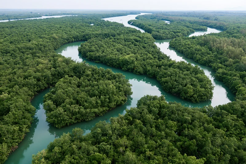 Aerial view of winding river through dense mangrove forest