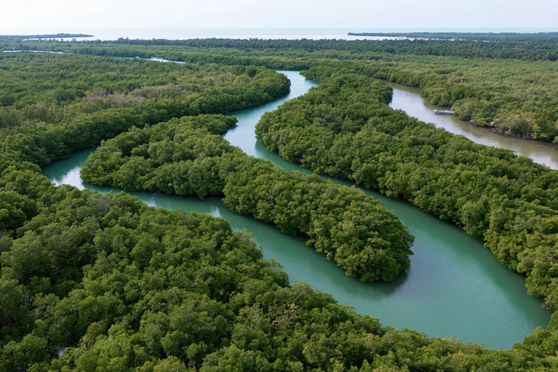 Aerial view of winding river through dense mangrove forest near coastline