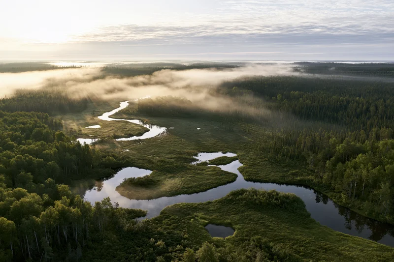 Aerial view of a winding river through a misty forested wetland at sunrise