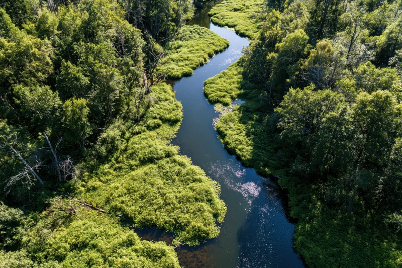 Aerial view of a winding river flowing through dense green forest