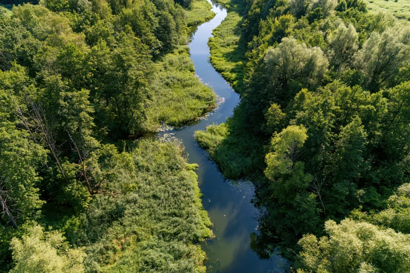 Aerial view of a winding river flowing through a dense green forest
