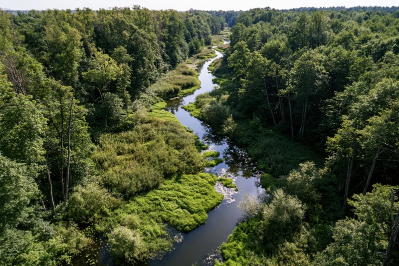 Aerial drone view of a winding river flowing through dense green forest