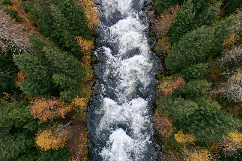 Aerial top-down view of a churning white-water river flowing through a forest with autumn foliage