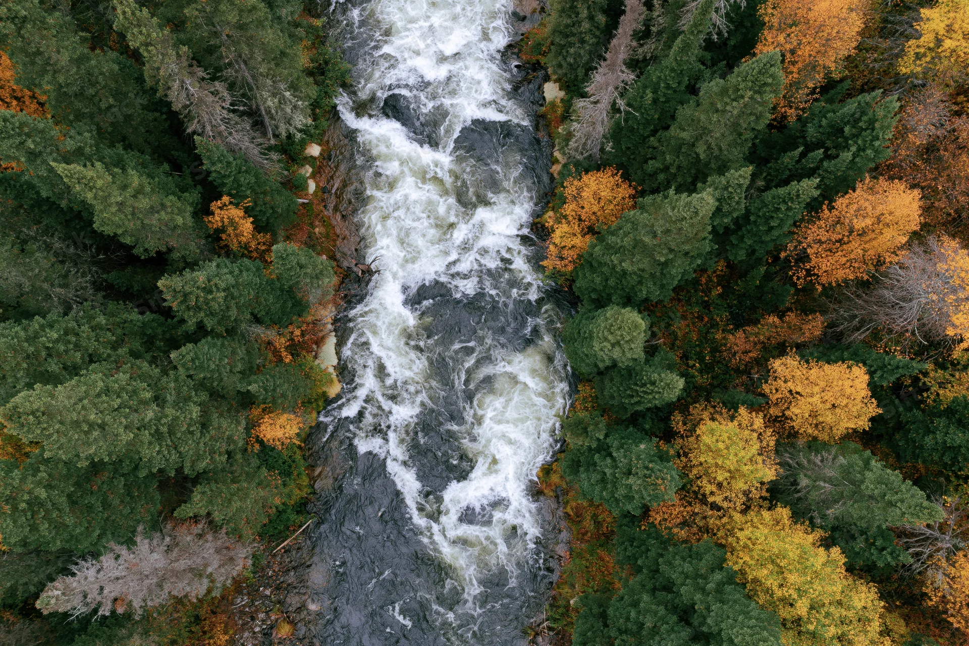 Aerial top-down view of a churning white-water river flowing through a forest with autumn foliage