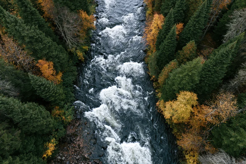 Aerial top-down view of a churning white-water river flowing through a forest with autumn foliage