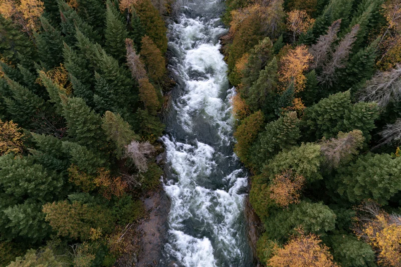 Aerial top-down view of a churning white-water river flowing through a forest with autumn foliage