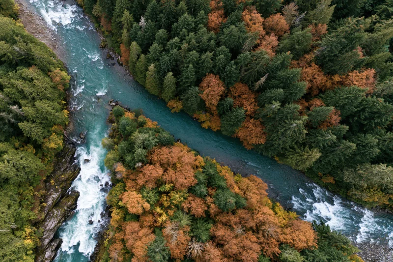 Aerial top-down view of a glacial turquoise river flowing through autumn forest with evergreen and deciduous trees