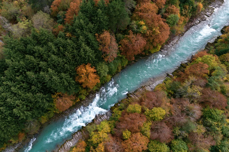 Aerial top-down view of a glacial turquoise river flowing through autumn forest with evergreen and deciduous trees