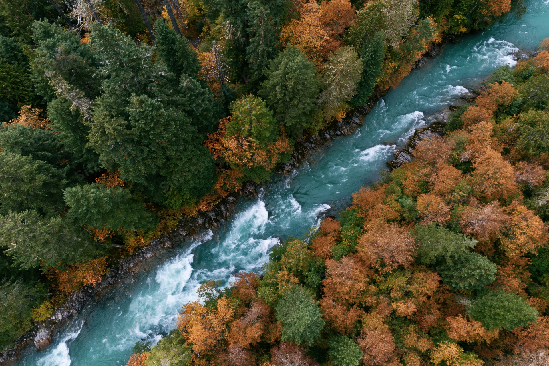 Aerial top-down view of a glacial turquoise river flowing through autumn forest with evergreen and deciduous trees