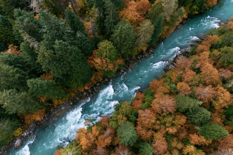 Aerial top-down view of a glacial turquoise river flowing through autumn forest with evergreen and deciduous trees