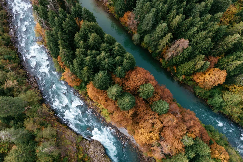 Aerial top-down view of a glacial turquoise river flowing through a forest with autumn foliage