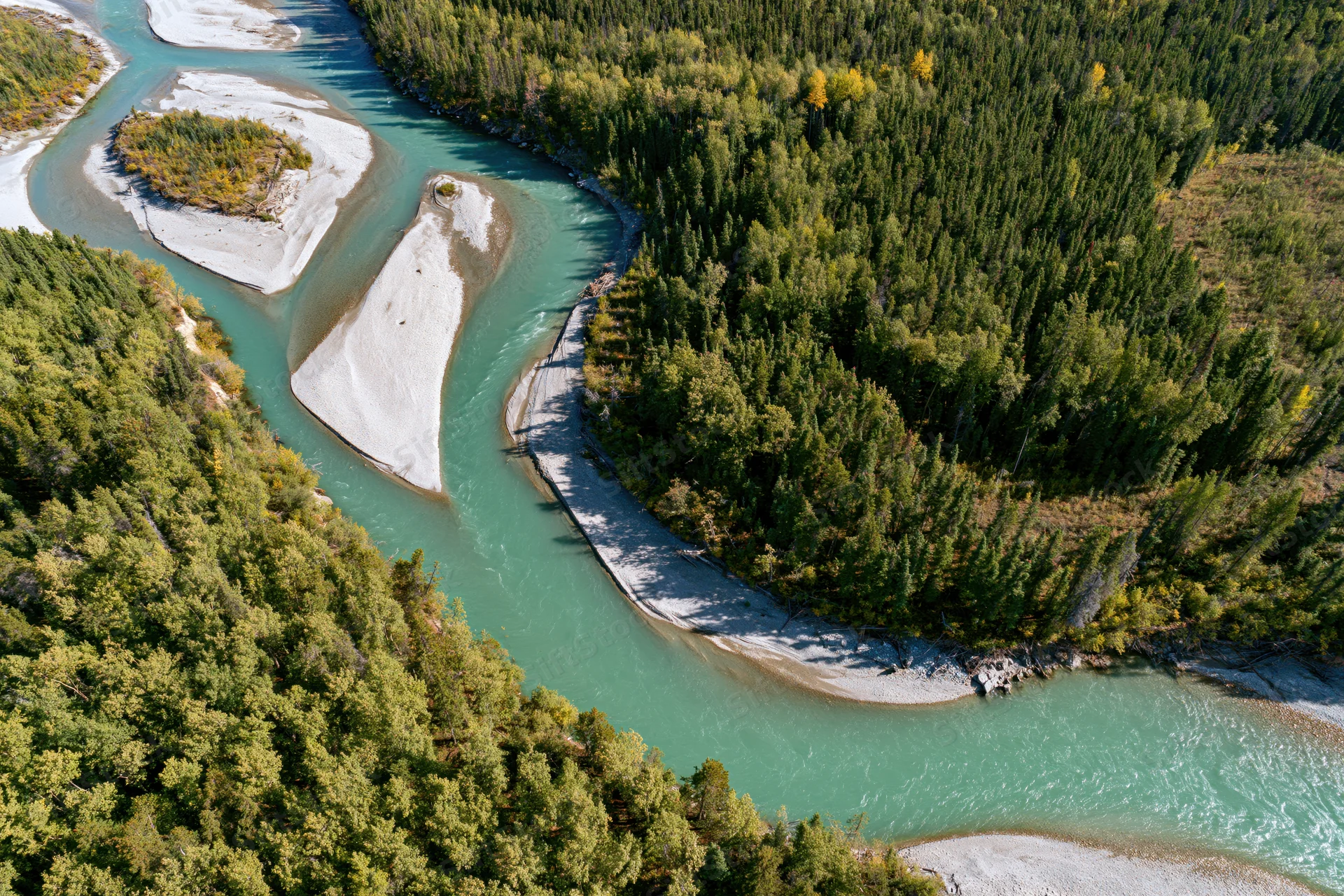 Aerial top-down view of a glacial turquoise river meandering through a dense forested valley with sandbars and autumn foliage